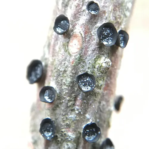 Ascocalyx berenice