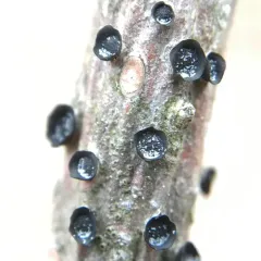 Ascocalyx berenice thumbnail 1