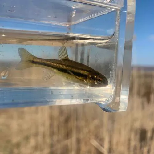 Northern Redbelly Dace
