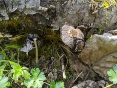 Firerug Inkcap thumbnail 2