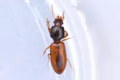 Clivina collaris thumbnail 1