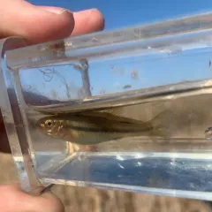 Finescale Dace thumbnail 3