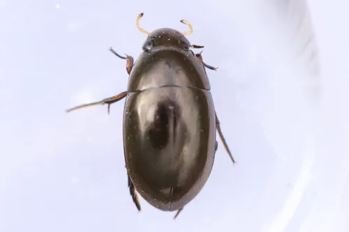 Tropisternus glaber