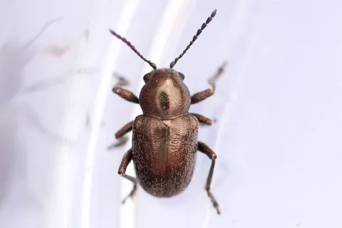 Graphops curtipennis
