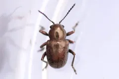 Graphops curtipennis thumbnail 1
