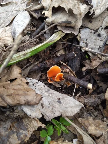 Sarcoscypha dudleyi