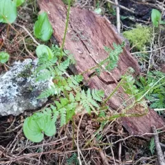 spreading wood fern thumbnail 3