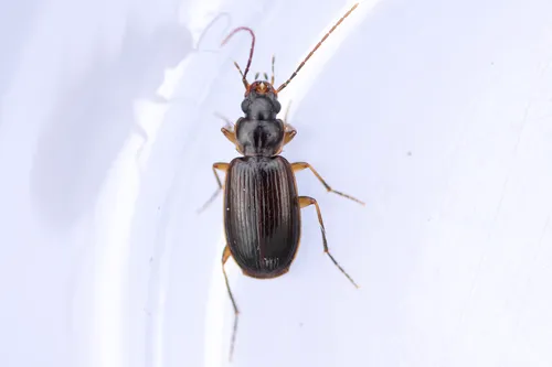 Badister grandiceps
