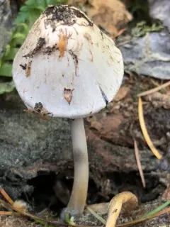 Panaeolus antillarum thumbnail 1