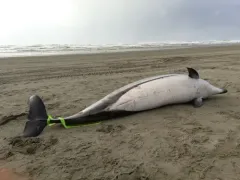 Striped Dolphin thumbnail 2