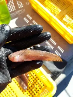 Showy Snailfish thumbnail 3
