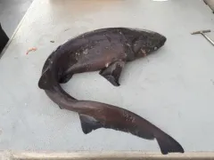 Bluntnose Sixgill Shark thumbnail 2