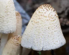 Firerug Inkcap thumbnail 3