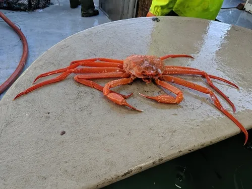 Grooved Tanner Crab