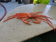 Grooved Tanner Crab thumbnail 1