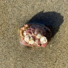 Pygmy Rock Crab thumbnail 4
