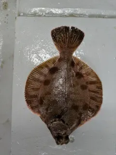 Curlfin Sole thumbnail 2