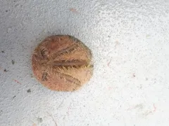 Mud Urchin thumbnail 2