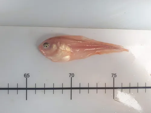 Smalldisk Snailfish