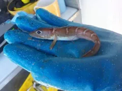 Shortfin Eelpout thumbnail 2