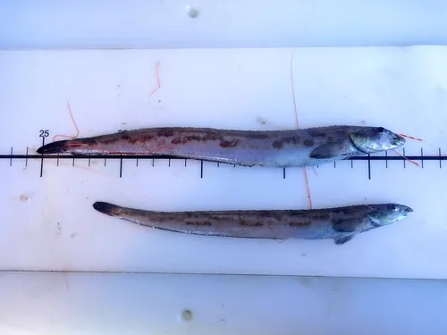 Longsnout Prickleback