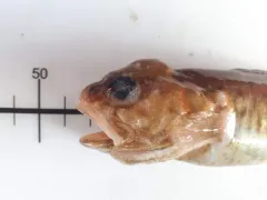 Spotted Cusk-eel thumbnail 3