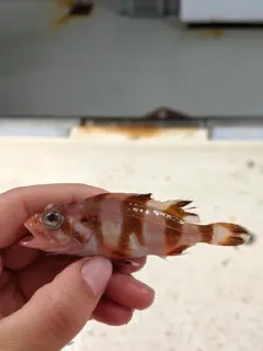 Redbanded Rockfish thumbnail 2