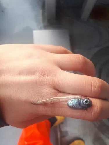 Tadpole Snailfish