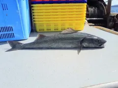 Sablefish thumbnail 4