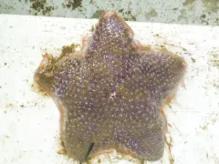 Pincushion Star thumbnail 3