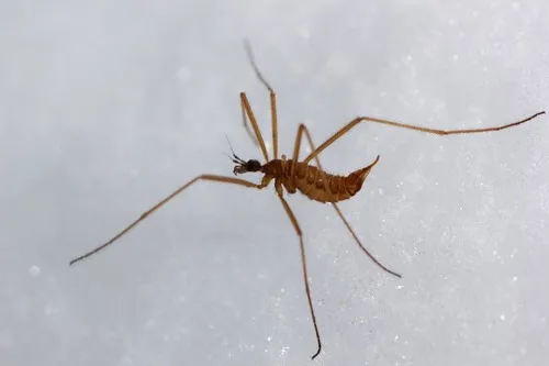 Chionea albertensis