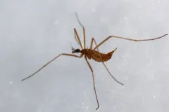 Chionea albertensis thumbnail 1