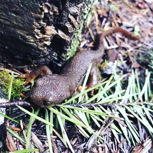 Rough-skinned Newt