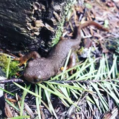 Rough-skinned Newt thumbnail 1