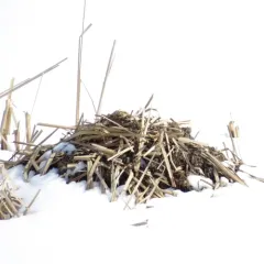 Muskrat thumbnail 4