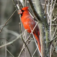 Northern Cardinal photo