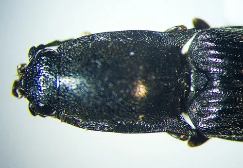 Corymbitodes elongaticollis
