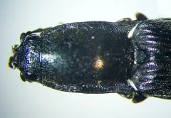 Corymbitodes elongaticollis thumbnail 1