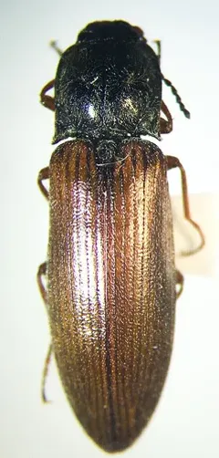 Catskill Mountain Click Beetle thumbnail 4