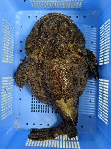 Bigmouth Sculpin
