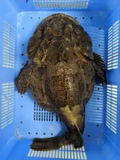 Bigmouth Sculpin thumbnail 1