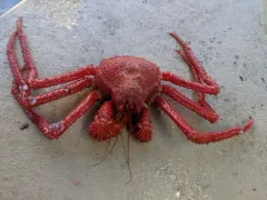 spiny king crab thumbnail 3