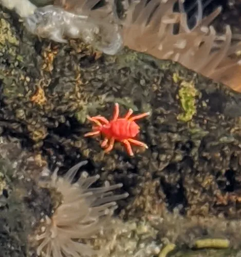 Neomolgus littoralis