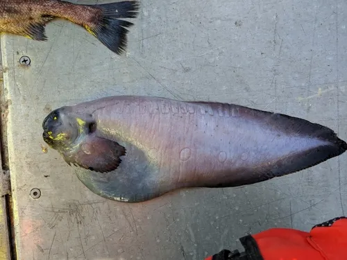 Pink Snailfish