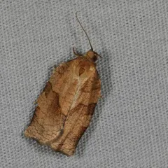 Oblique-banded Leafroller Moth thumbnail 3