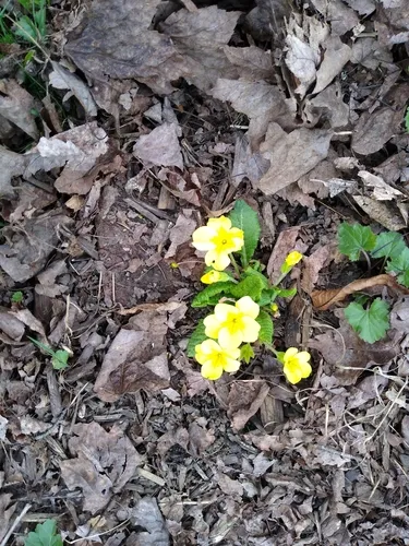 Yellow Evening Primrose