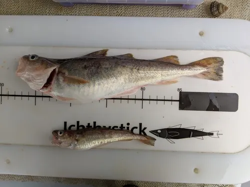Pacific Tomcod