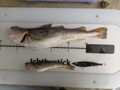 Pacific Tomcod thumbnail 1