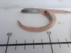 Pallid Eelpout thumbnail 3