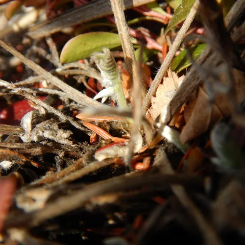 field locoweed